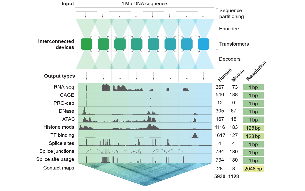 Sơ đồ kiến trúc mô hình AlphaGenome: đầu vào là chuỗi ADN dài 1 megabase, đi qua bước phân mảnh chuỗi, các bộ mã hoá, các khối transformer và bộ giải mã, cho ra nhiều loại đầu ra gồm RNA-seq, CAGE, DNase, ATAC, biến đổi histone, gắn kết yếu tố phiên mã, vị trí cắt nối và bản đồ tiếp xúc